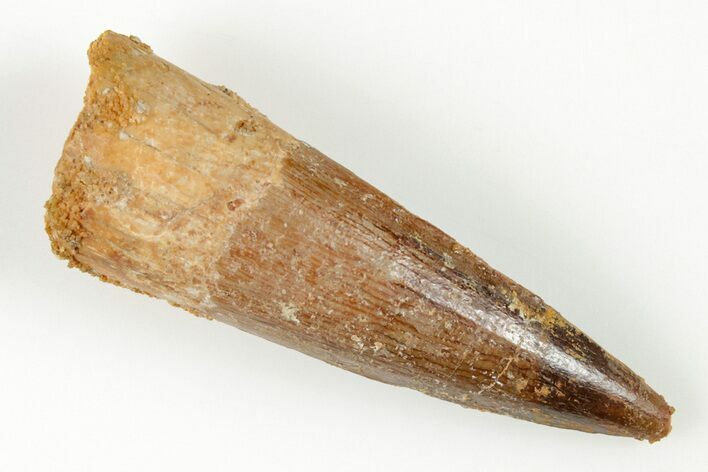 1.8" Spinosaurus Tooth - Real Dinosaur Tooth